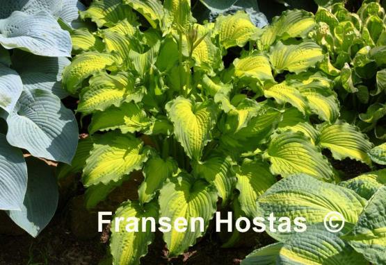 Hosta Emerald Ruff Cut